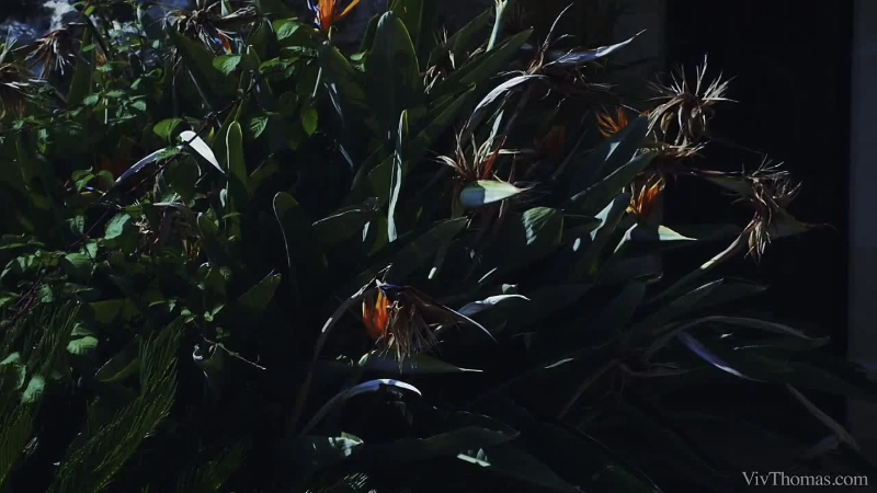 VivThomas – Lexi Dona, Nataly Von and Paula Shy